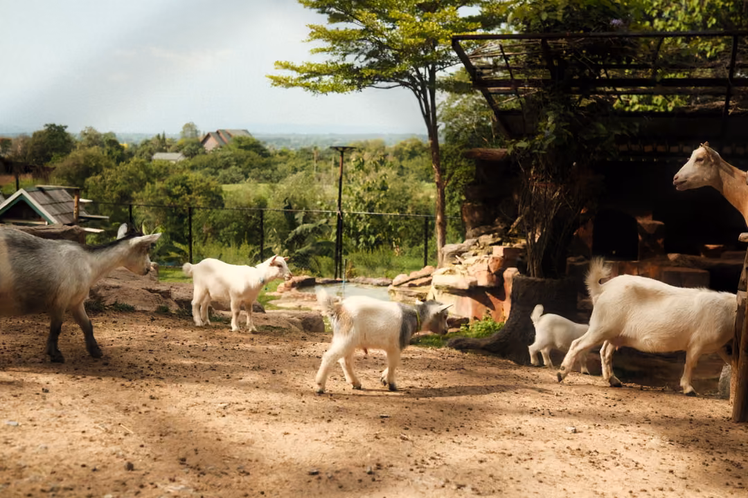 Several white goats walking across a sunny dirt yard with trees, a shelter and distant hills
