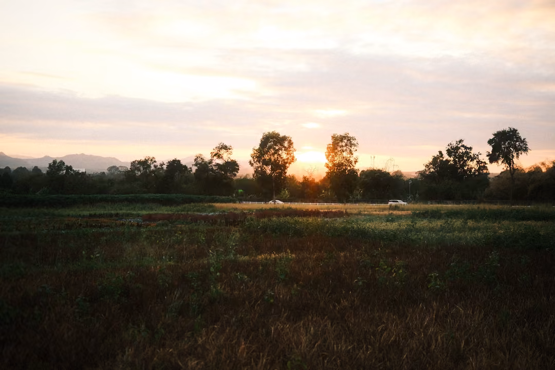 Sun setting between two silhouetted trees on a horizon, a wide dark field in front under pink and cream clouds