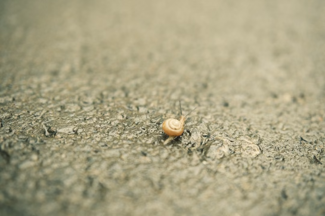 A small snail with an orange spiral shell crosses wet gravel, the background soft and blurred.