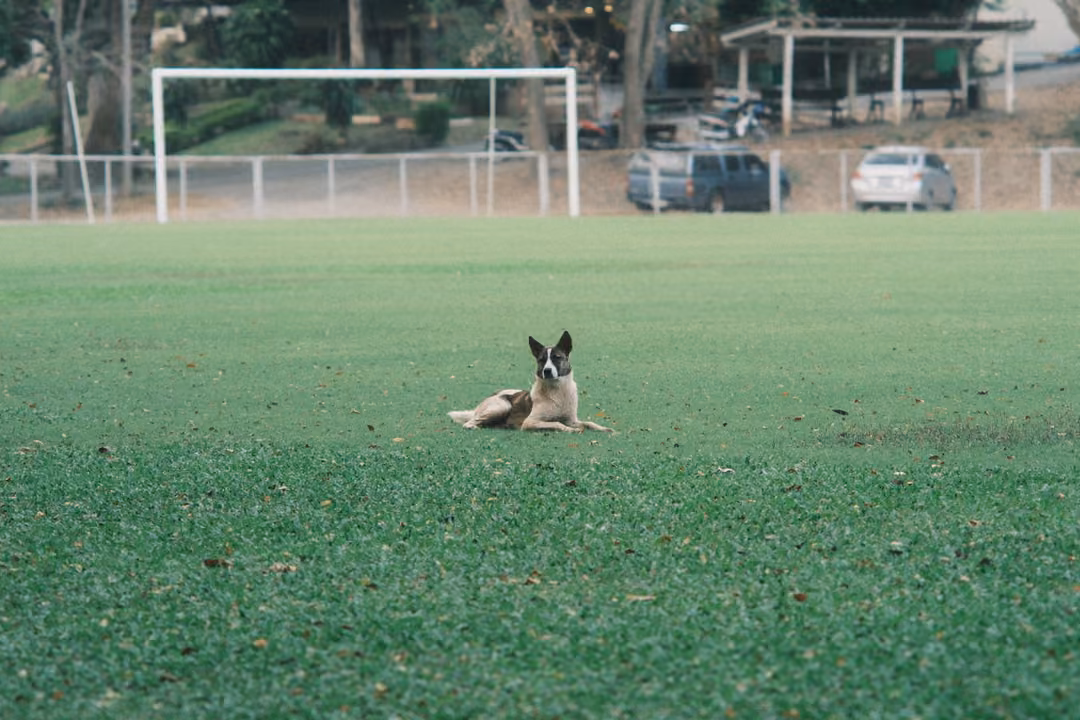 Dog lying alone in the middle of a green sports field, white goal and parked cars in the background