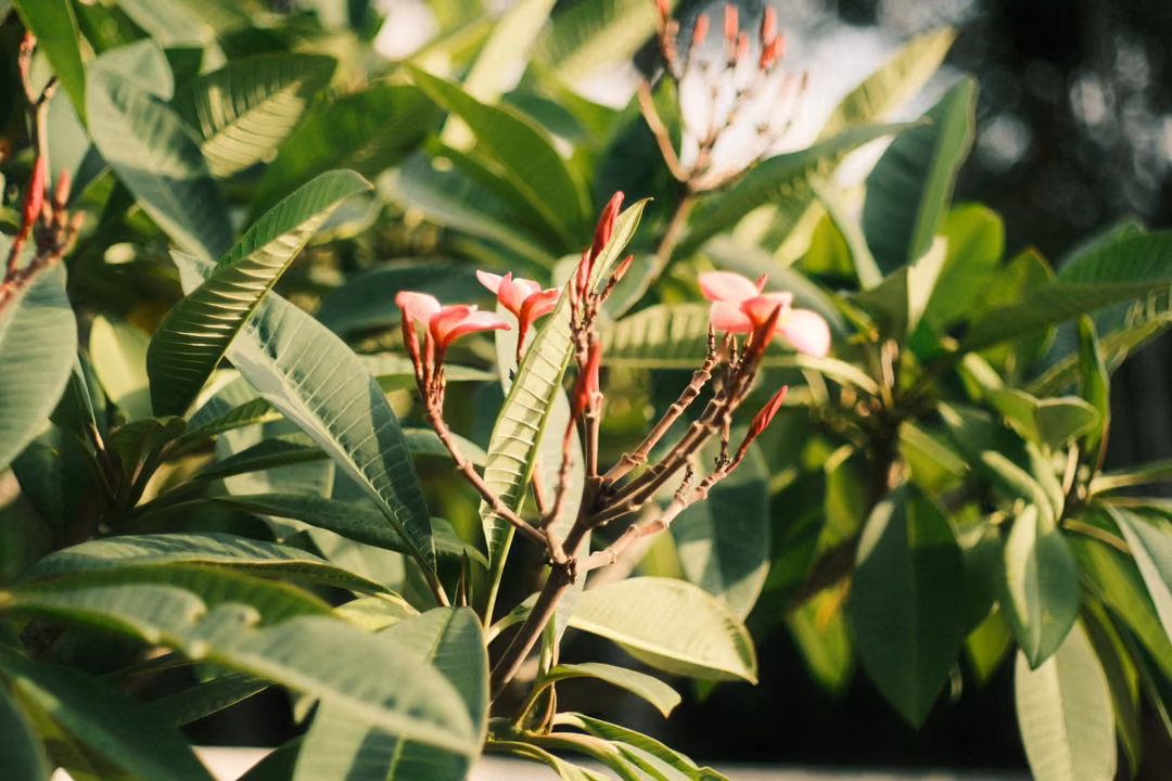 Pink frangipani buds on slender red stems among long glossy green leaves.
