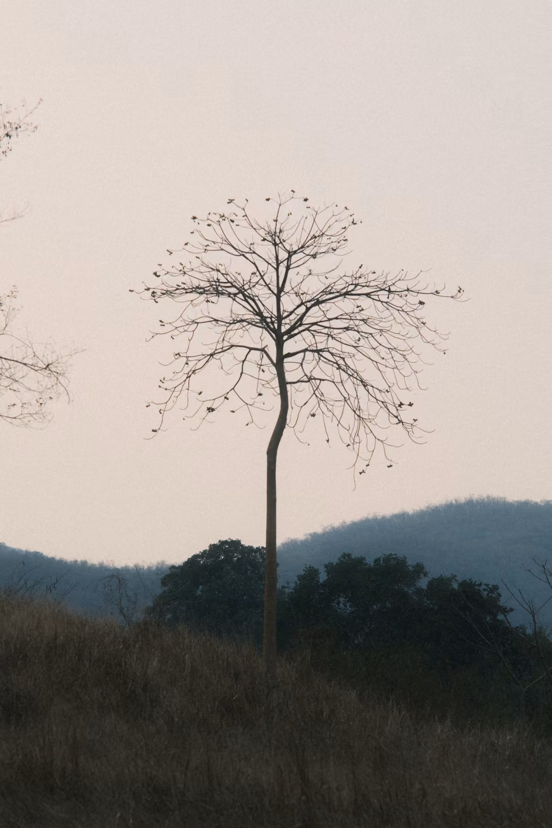 Lone bare tree with a slender trunk against a hazy pink sky, dark treetops and blue hill behind