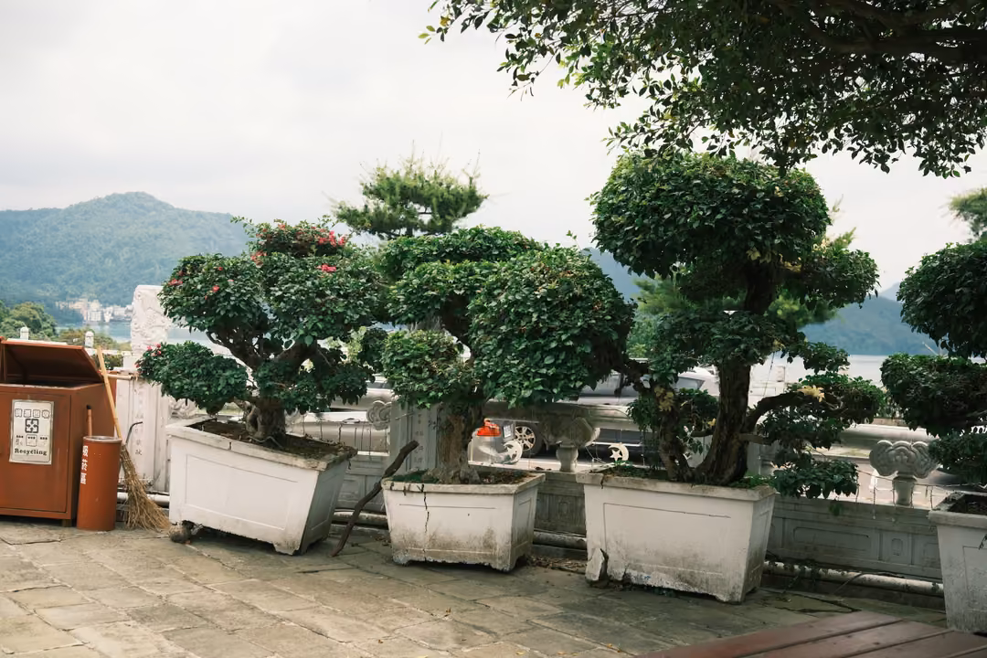 Potted topiary trees in white planters along a terrace, mountains and lake behind under an overcast sky