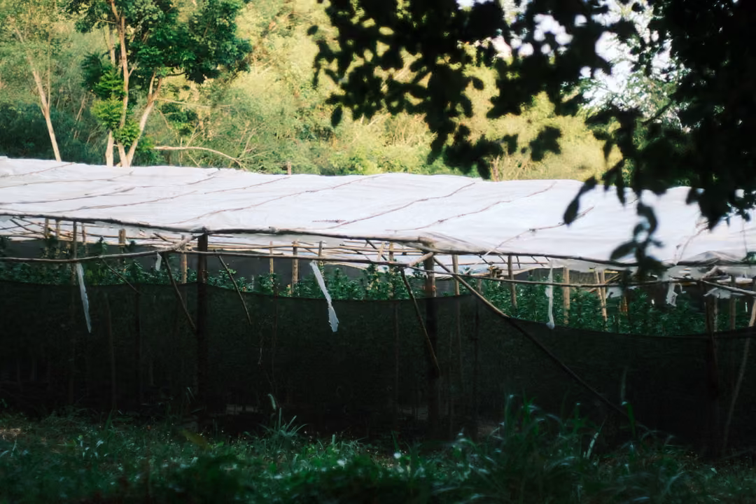 A long shade-net structure with a white plastic roof and dark mesh walls, surrounded by greenery.