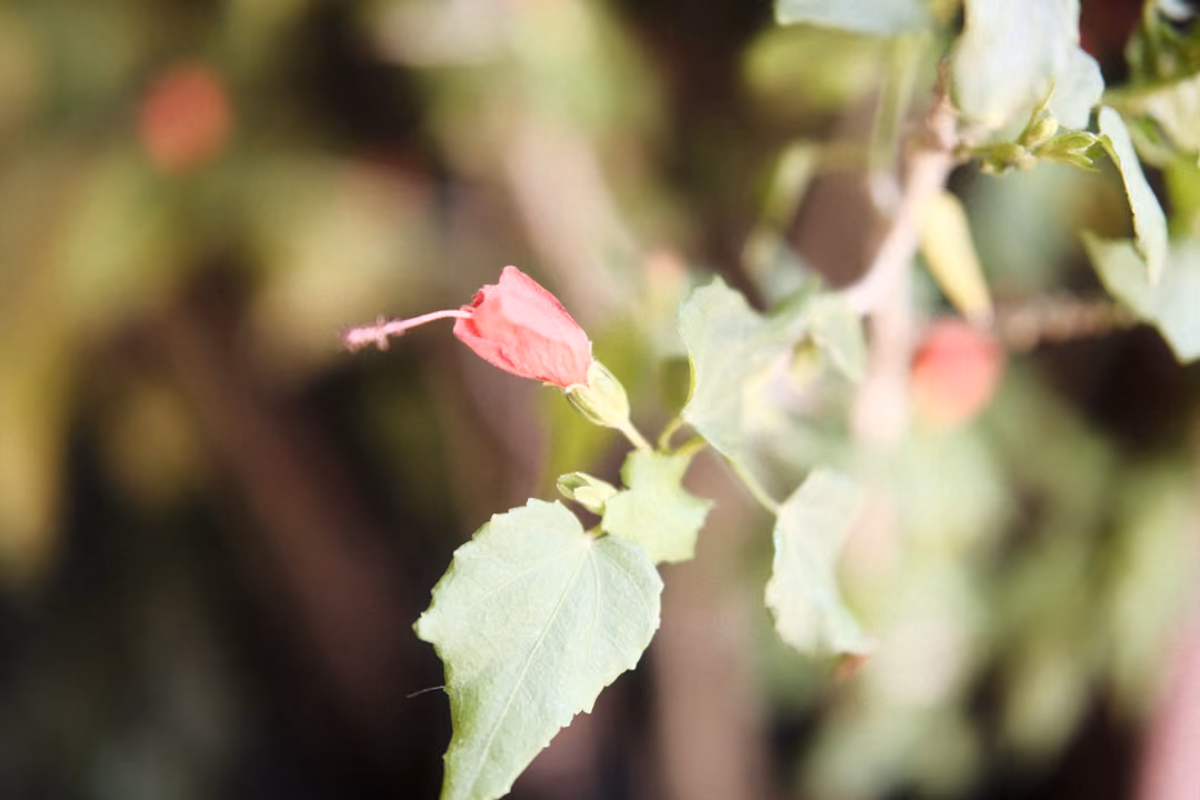 A single pink flower bud on a thin stem with green leaves against a blurred background