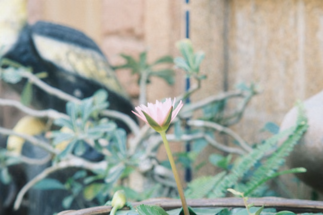 Pink water lily on a stem in front of a dark sculpture and a beige wall, green plants around