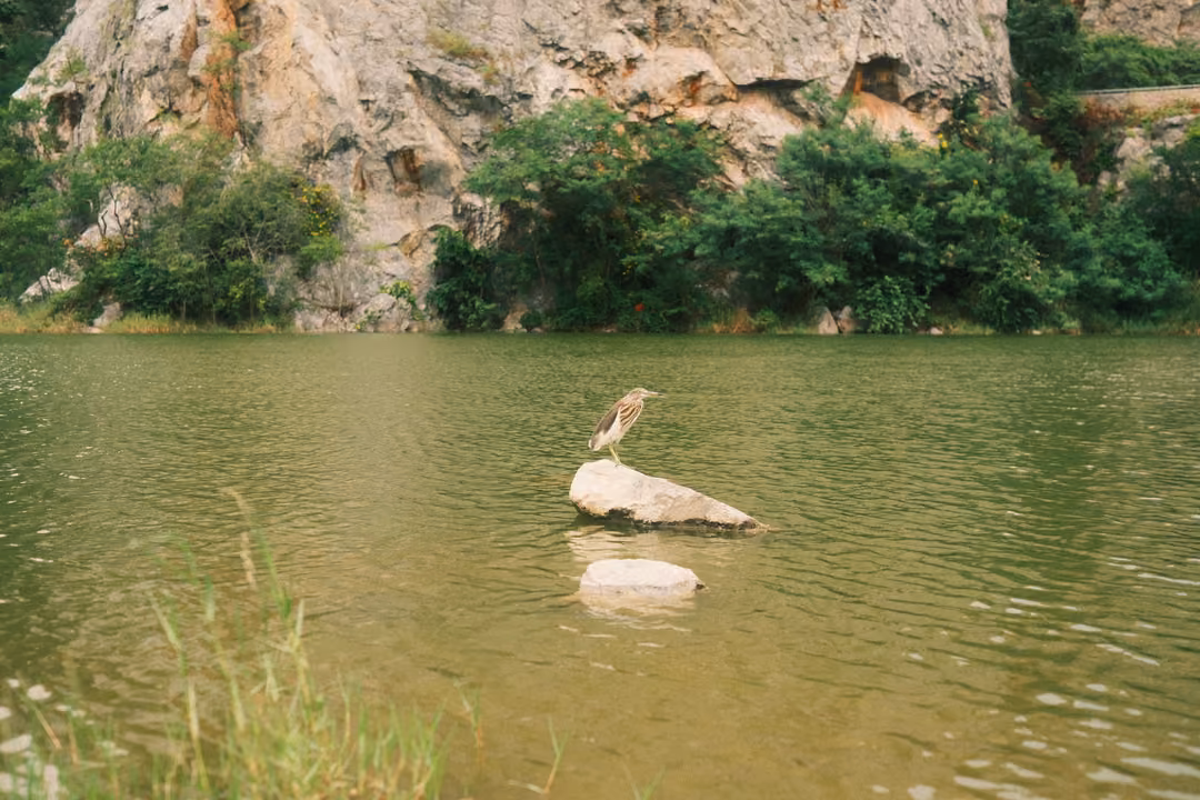 Brown wading bird perched on a pale rock in a calm green lake, trees and limestone cliff behind