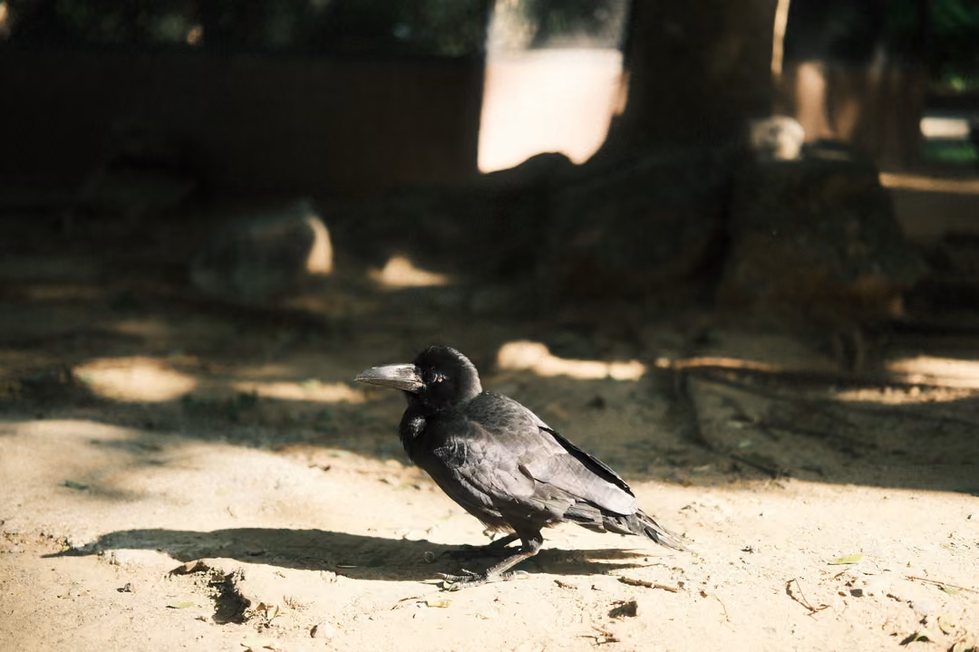 Crow on sandy ground in a patch of sun, head turned, roots and a tree trunk in the background