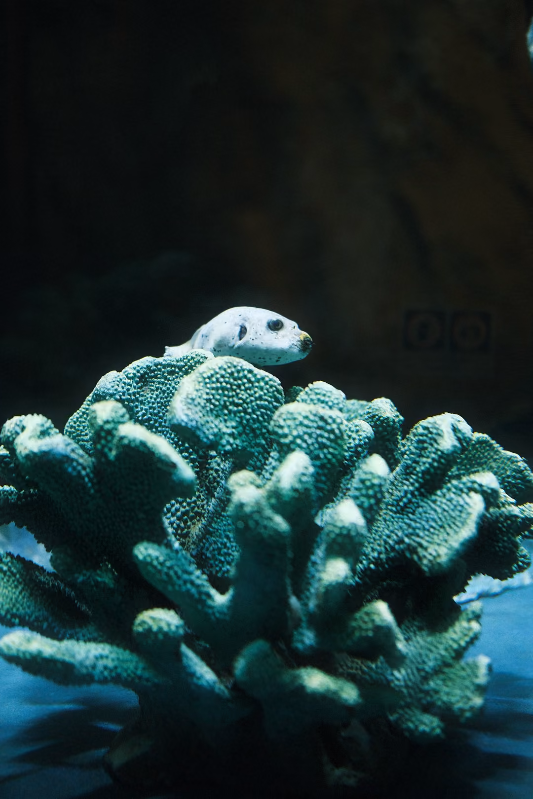 Small pale spotted puffer fish resting on top of a branching green coral in a dark tank