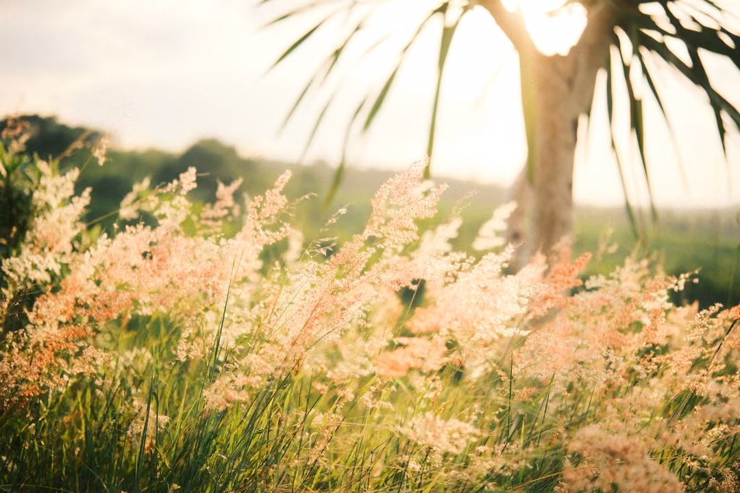 Soft pink grass plumes glowing in backlight, a palm trunk and fronds against a bright sky.