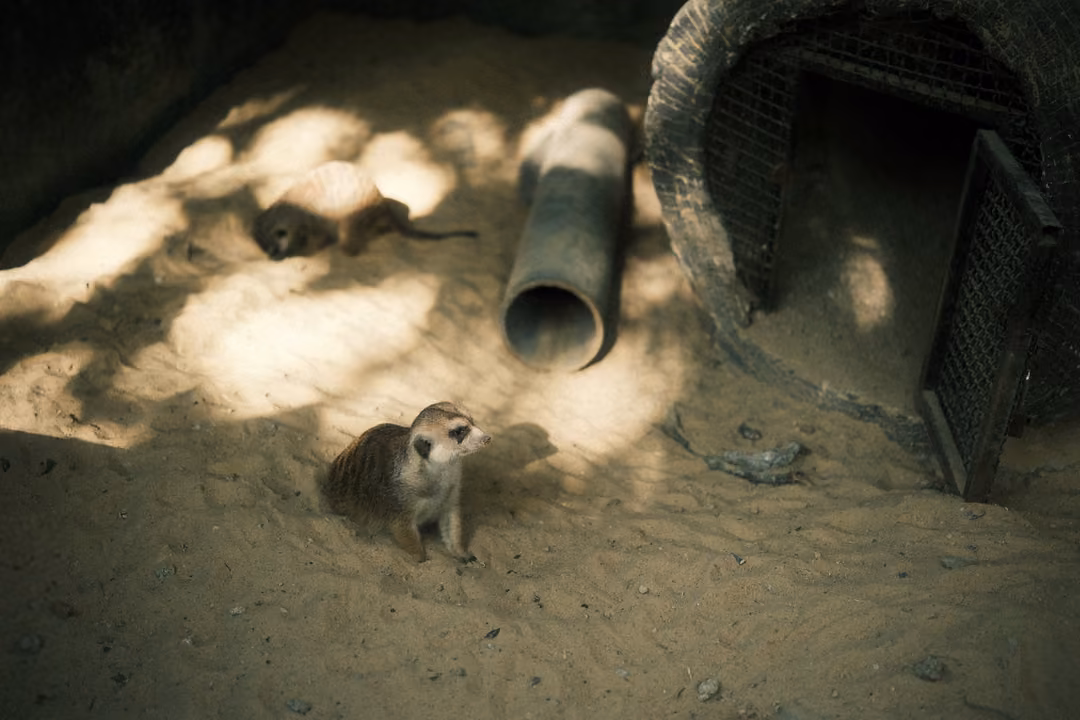 Meerkat sitting upright on sand looking to the side, a pipe and stone burrow behind