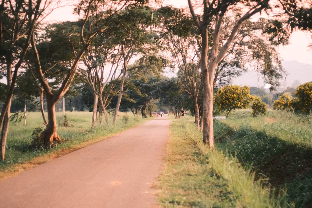 Path between leaning trees with green grass verges in warm evening light