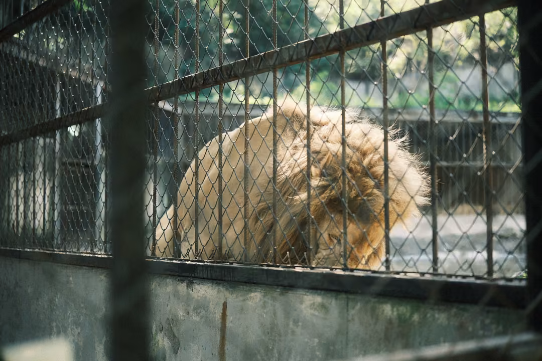 Close view of a maned lion's head and back behind a chain-link fence and bars