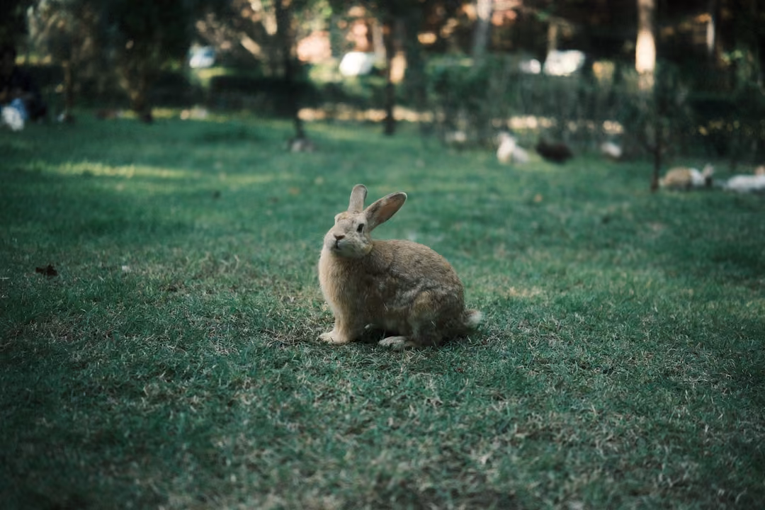 Tan rabbit sitting upright on a sunlit lawn, ears raised, other rabbits blurred in the background
