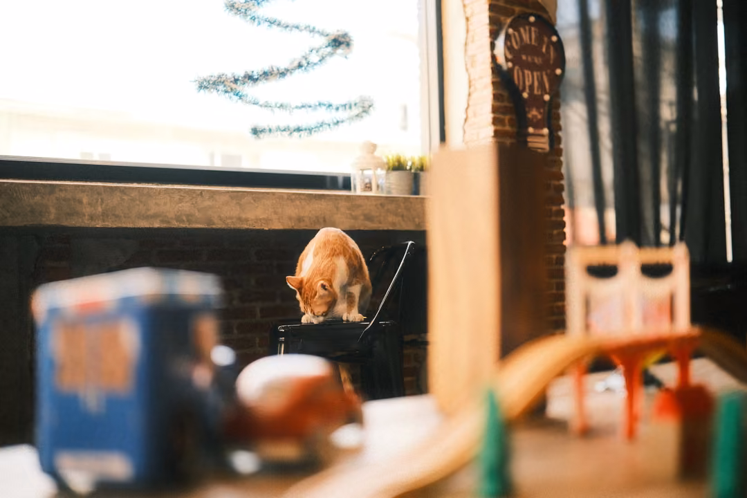 Ginger cat on a stool by a window in a café, blurred toys and a wooden train track in the foreground