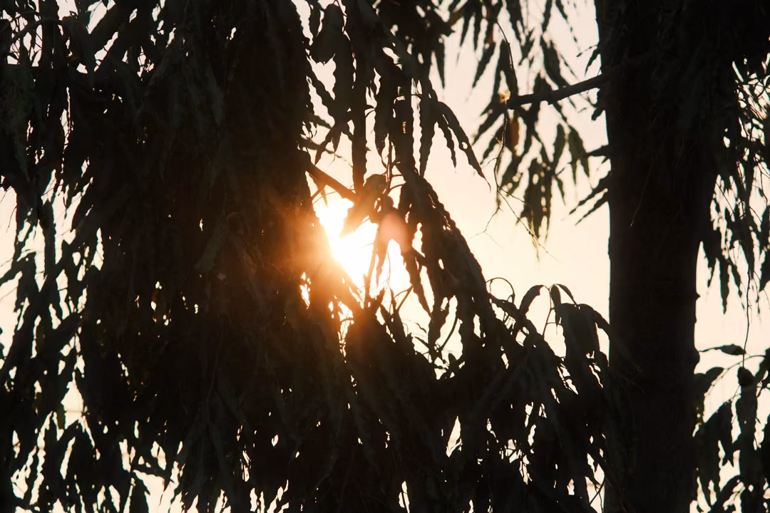 Low sun glowing behind drooping silhouetted leaves beside a dark tree trunk