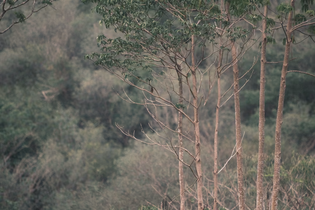 A row of thin pale tree trunks with sparse leaves standing in front of a dense, dark green forest.