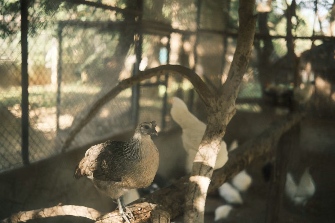 Brown pheasant-like bird perched on a log in a shaded aviary, white birds on the ground behind
