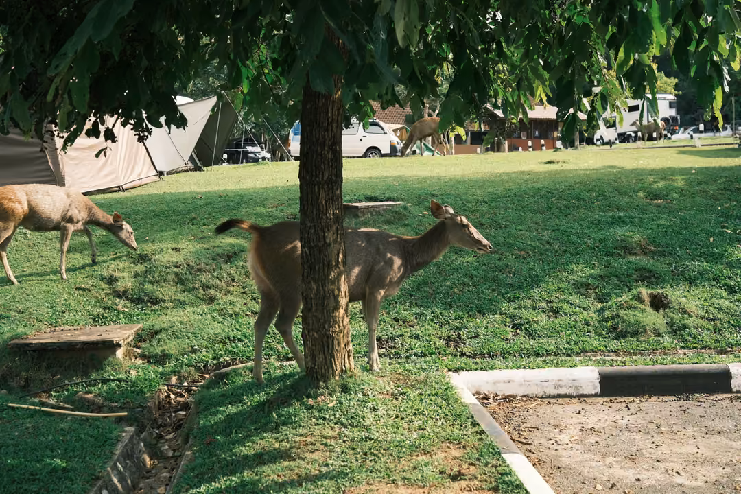 Deer grazing on a grassy slope under a tree, tents and parked cars in the background