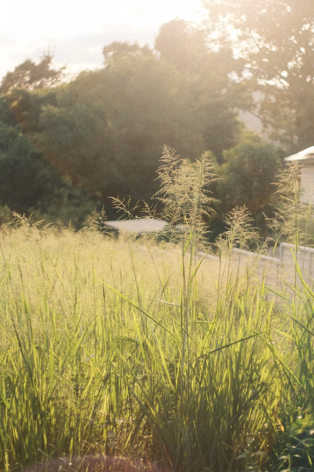Tall grass and seed heads glowing in hazy backlight, trees and a rooftop softened behind