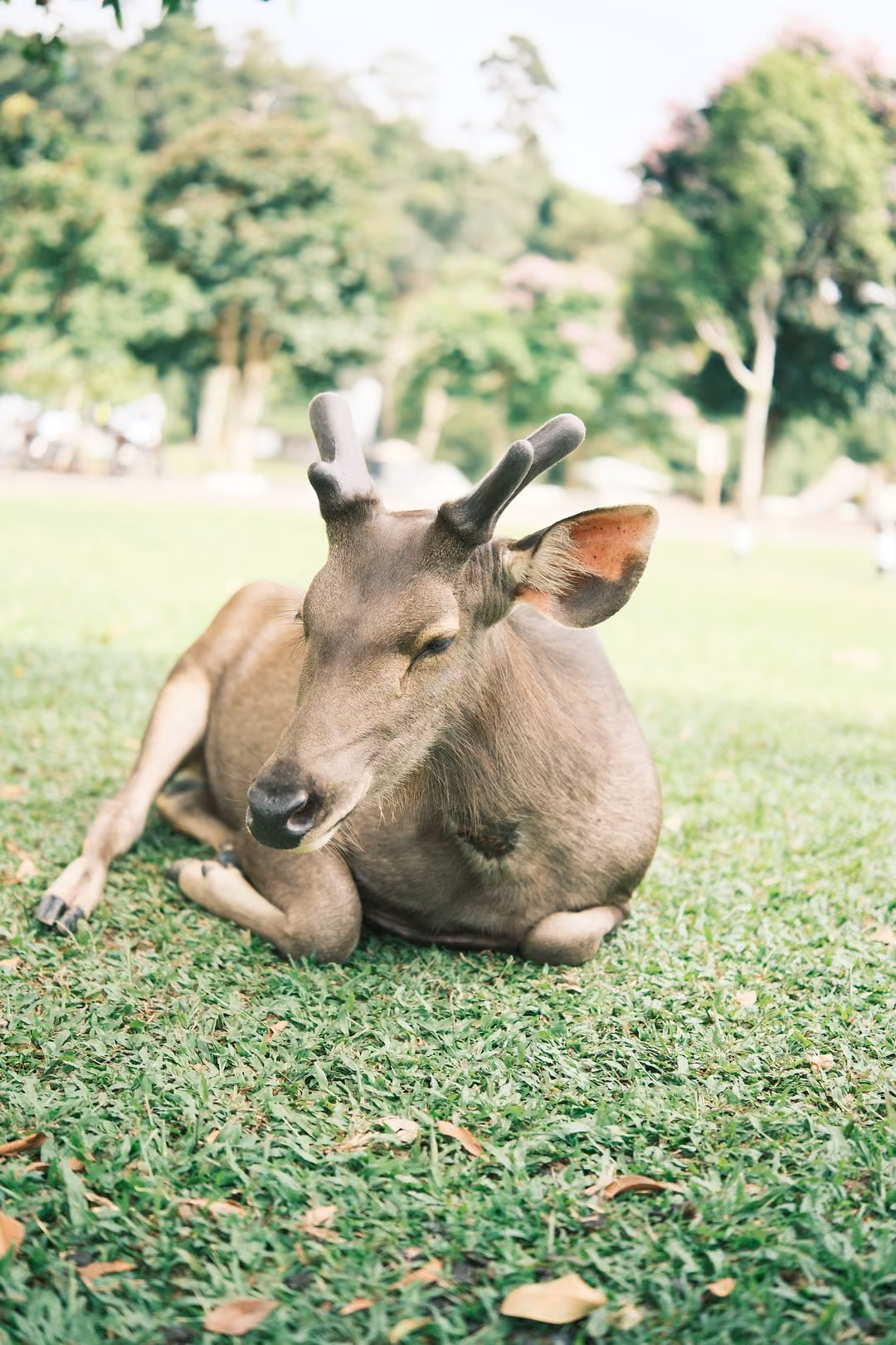 Close view of a deer with short antlers lying on the grass, ears spread and eyes half closed