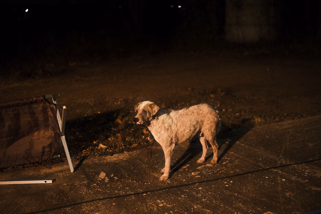 Pale dog standing beside a folding camp chair on a dark path at night, turning its head
