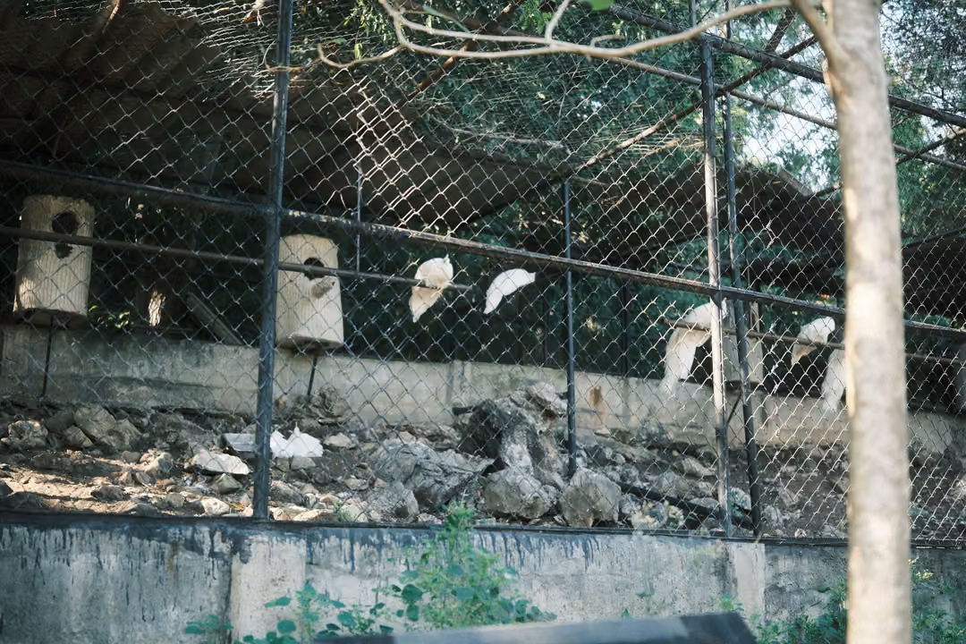 White cockatoos perched along a fence inside a large mesh aviary, white nest boxes on posts