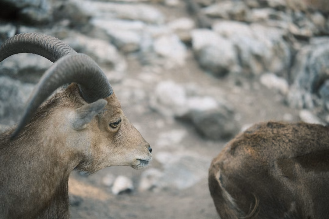 Close profile of a horned goat's head, another goat's back in the corner, rocks behind