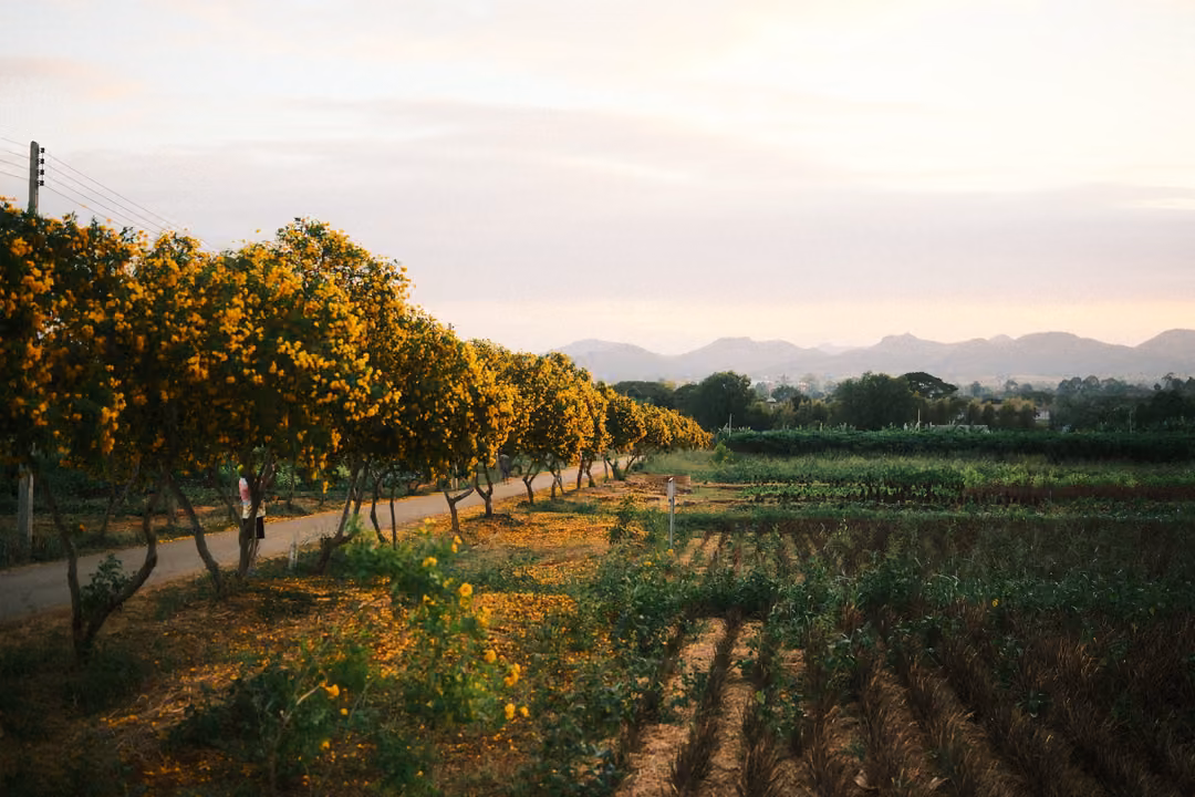 Road lined with orange-blossomed trees beside a ploughed field, mountains and a pale sky in the distance