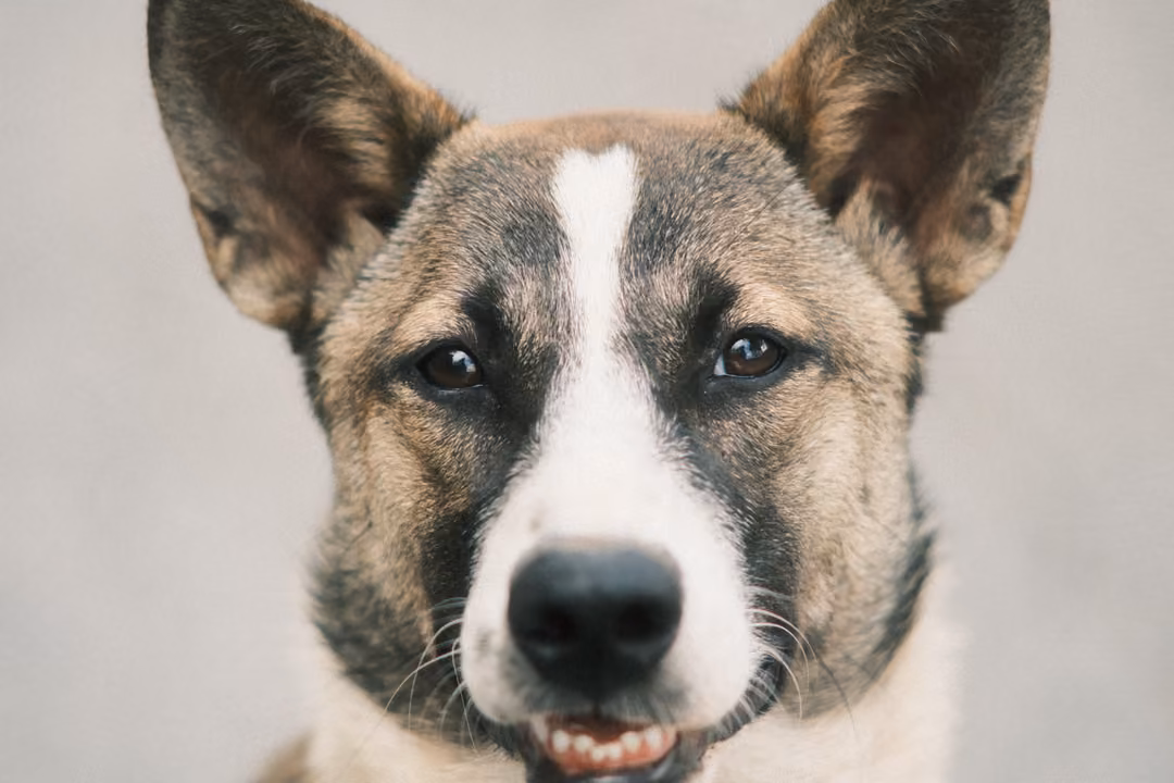 Brown and white dog with tall ears looking forward, mouth slightly open showing teeth