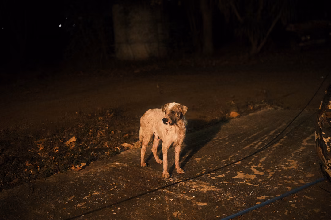 Pale dog standing in the middle of a dark path at night, lit by a lamp, its shadow cast behind