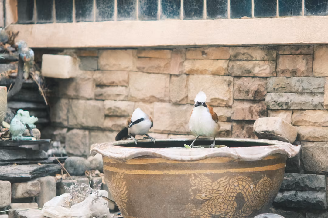 Two small white-headed birds standing on the rim of a large water pot, stone wall behind