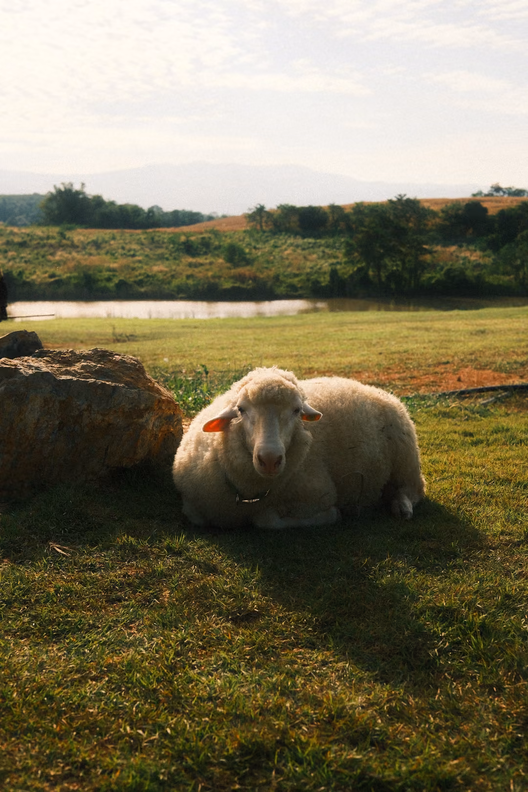 Upright view of a sheep lying in the grass beside a rock, with a pond and trees behind.