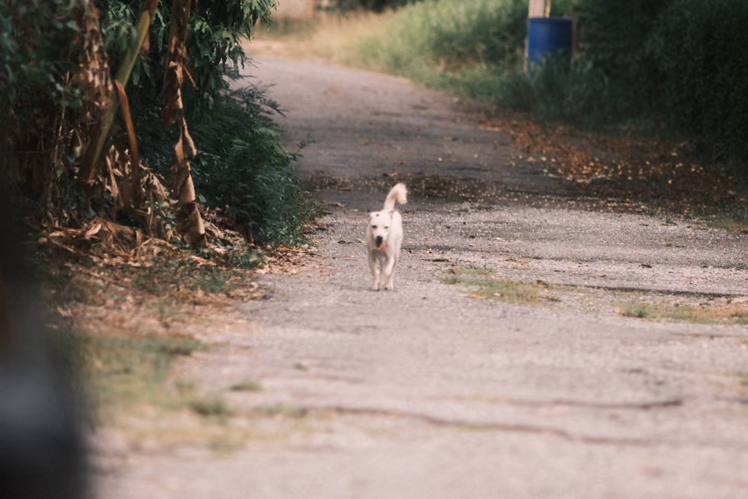 A white dog trotting toward the viewer along a patched lane, bushes and a blue barrel in the background.