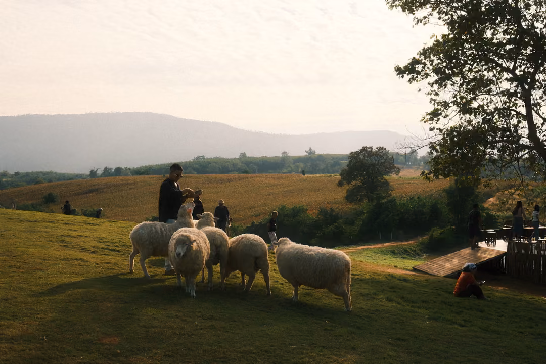 A person sits among a small flock of sheep on a grassy rise, mountains and a tree in the background.