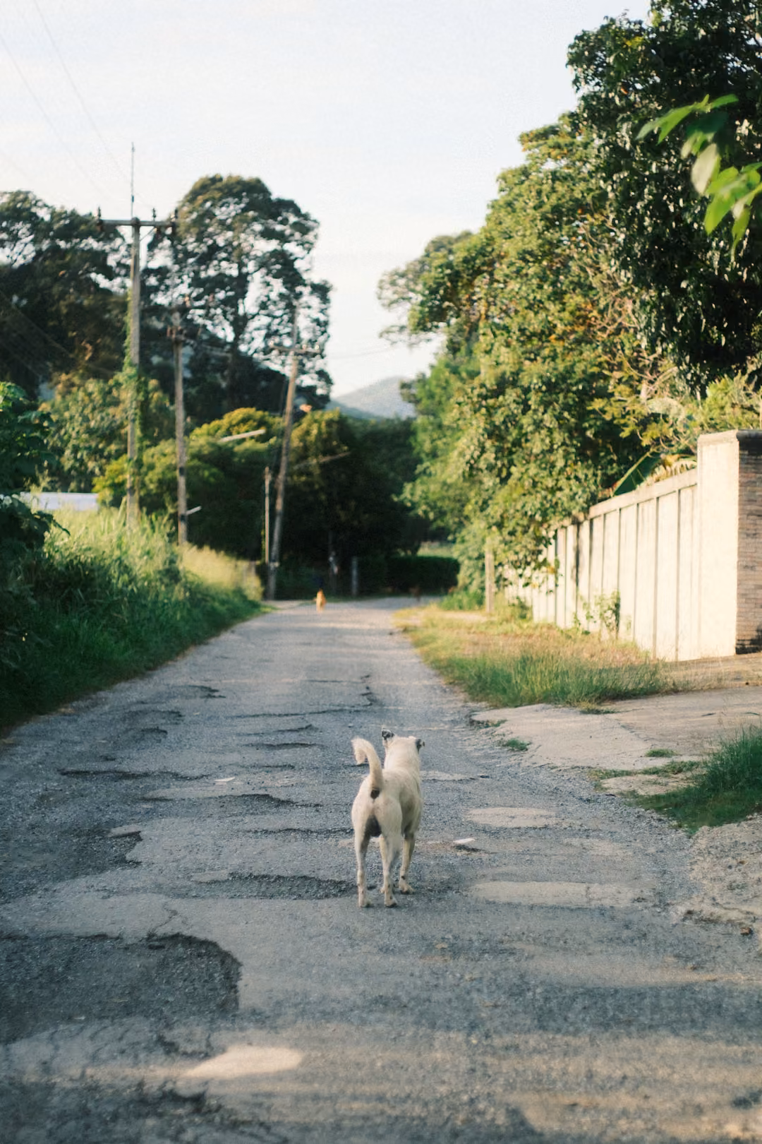 White dog standing on a cracked, patched lane between grassy verges, trees and power poles ahead