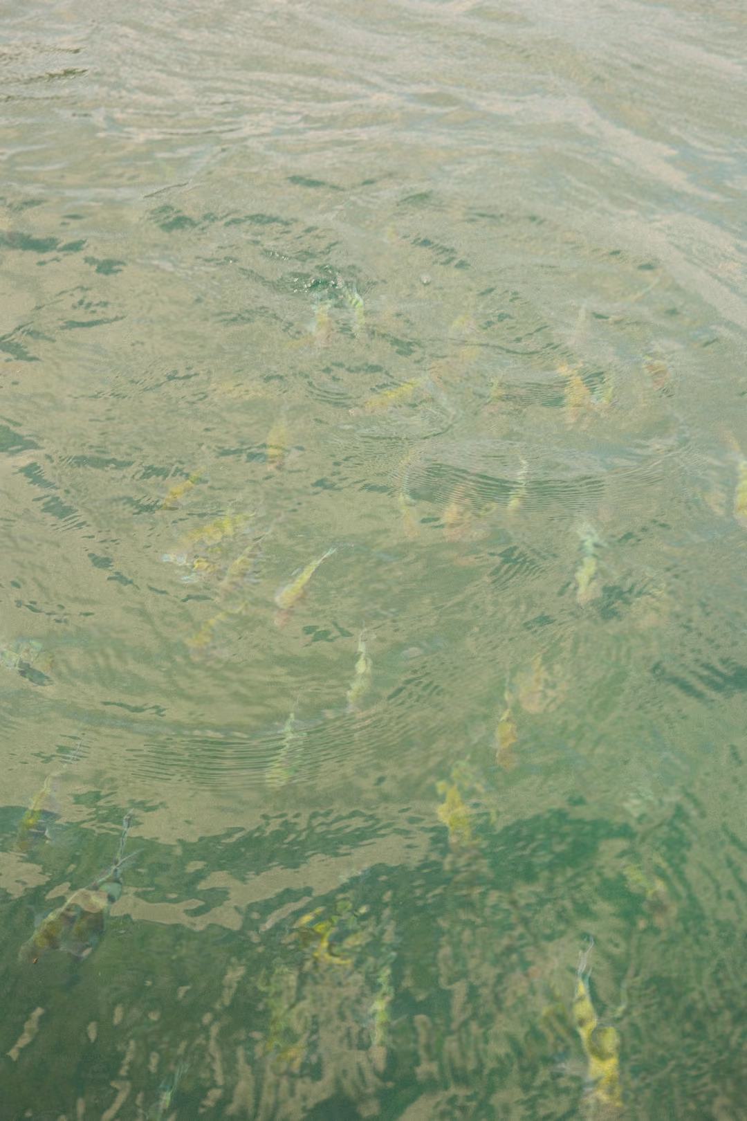 Striped yellow fish swimming just below the surface of clear green water.