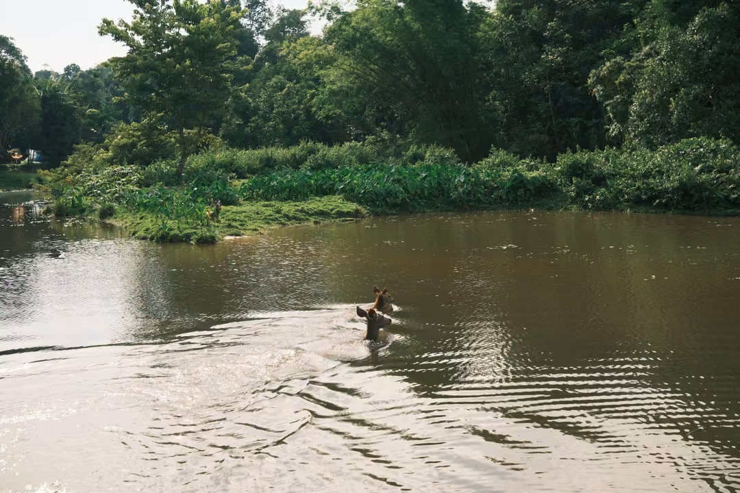A deer swims across a brown river, only its head and neck above the water, leaving a spreading wake.