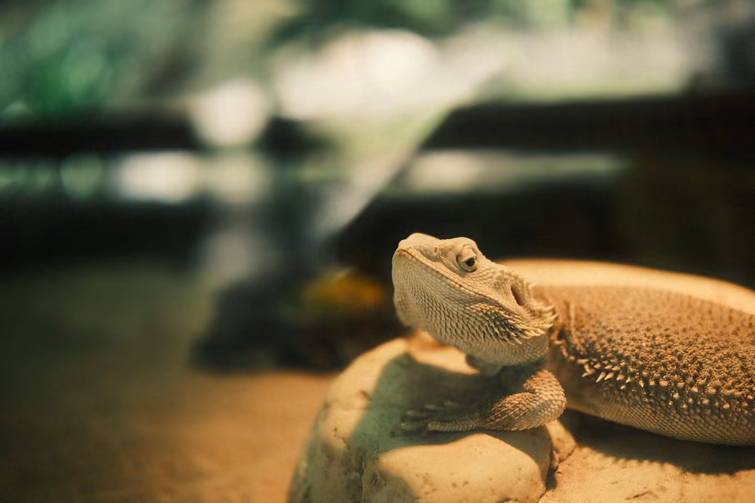 Bearded lizard on a rock seen in profile, head raised, blurred enclosure and greenery behind