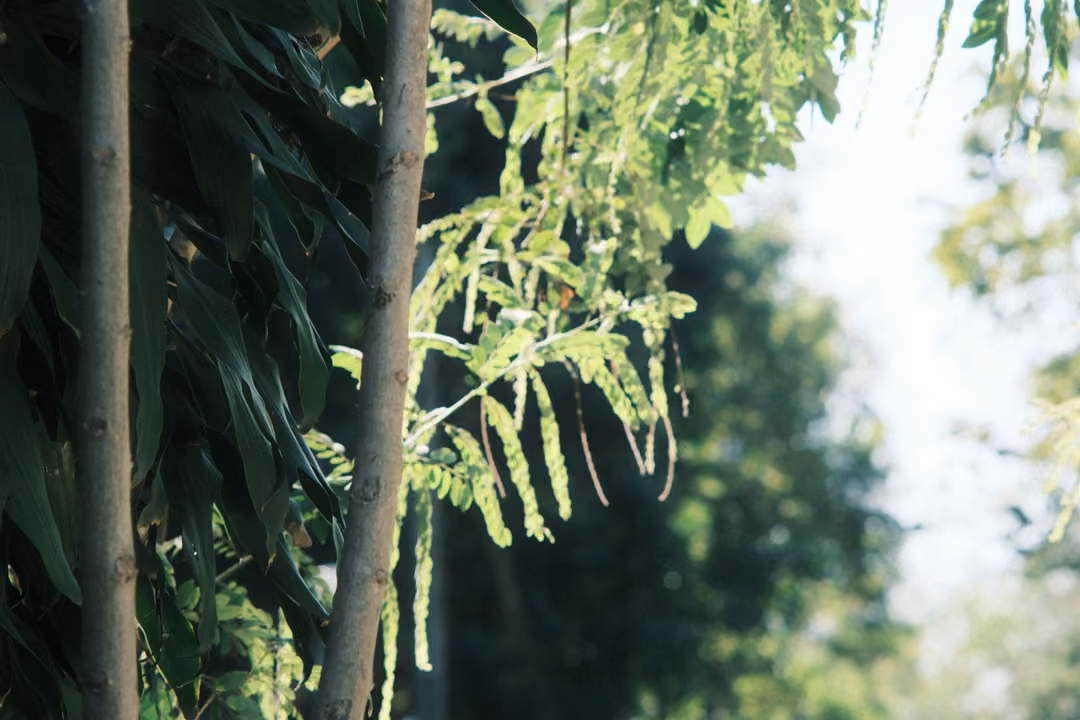 Thin bamboo stems with feathery green leaves against bright sky