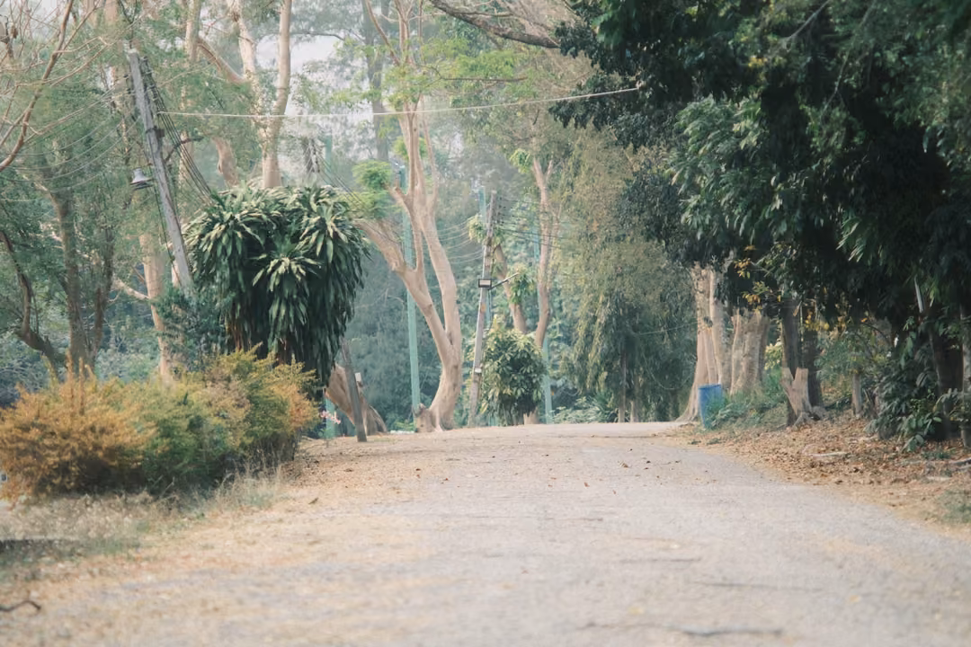 Empty dirt road curving between dry bushes, spiky plants and pale trees under a hazy sky