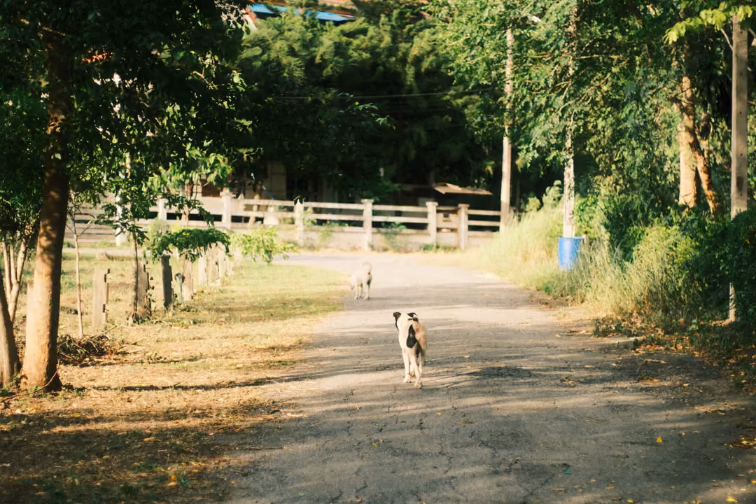 Two dogs walk along a shaded country lane past a white fence, trees and dry fallen leaves in warm light.