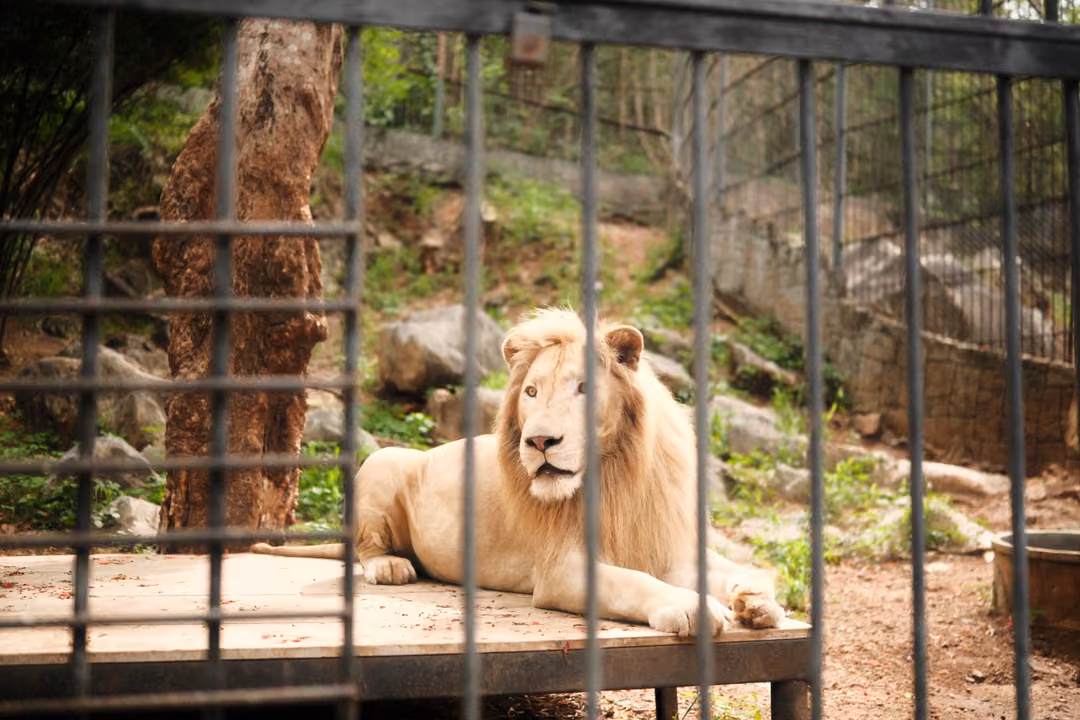 Pale lion lying on a raised wooden platform behind metal bars, with a tree trunk and rocks behind