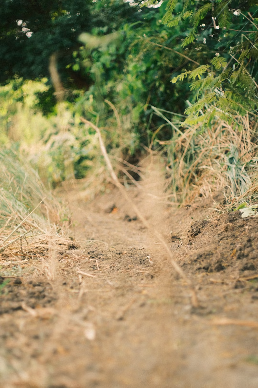 A low view along a dusty dirt track, dry grass at the sides and green leaves blurred at the top.