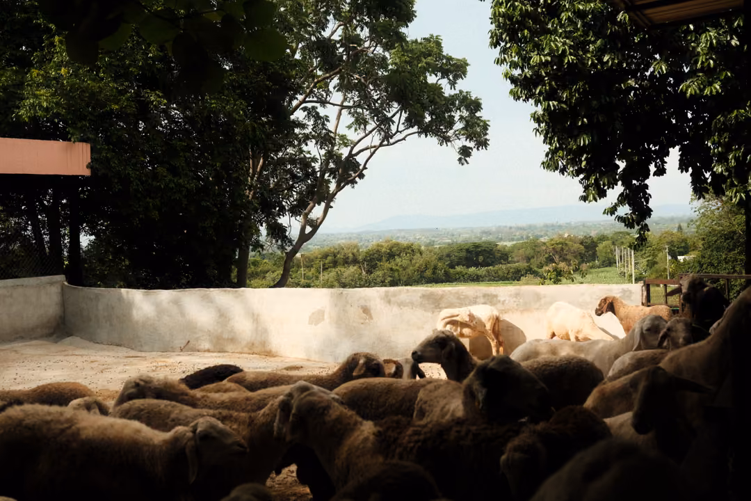 Flock of sheep resting in a shaded pen framed by dark trees, with a bright view of distant hills