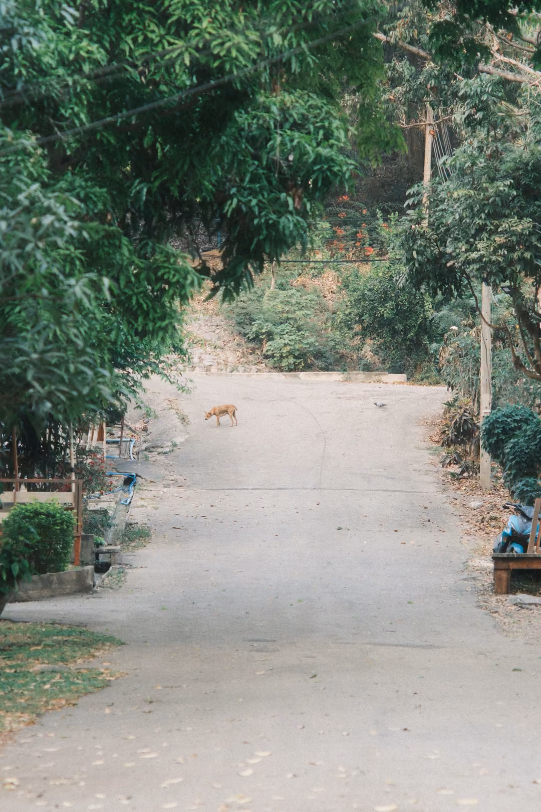 Concrete lane climbing between trees, a small brown animal standing far up the road
