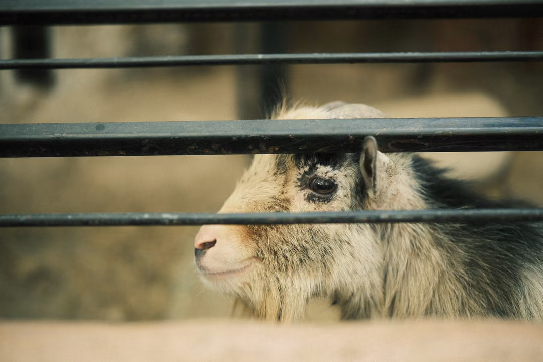 Shaggy cream and grey animal with a dark eye patch looking out between horizontal metal bars