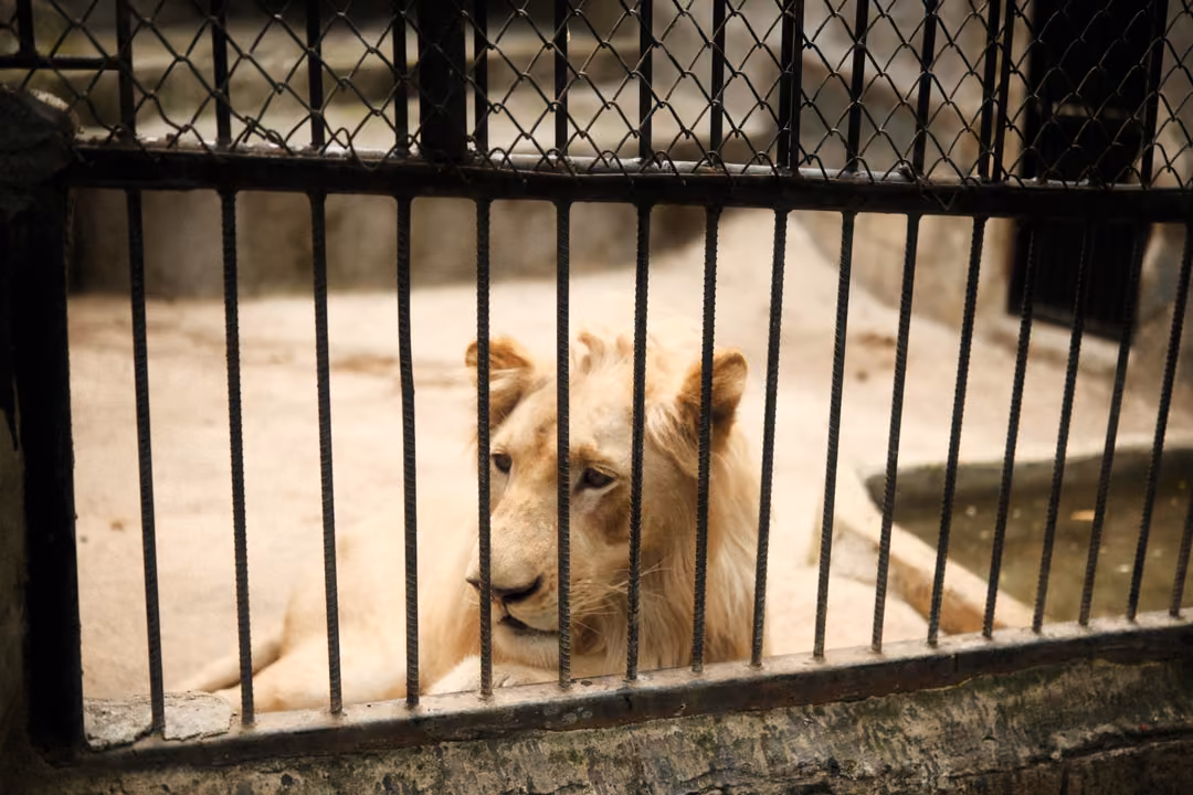 Pale lion lying on a sandy floor behind black iron bars, looking calmly toward the front