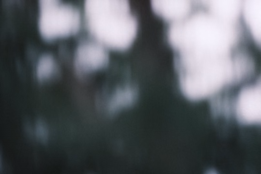 Almost entirely out-of-focus dark green foliage with pale bright patches of sky between leaves