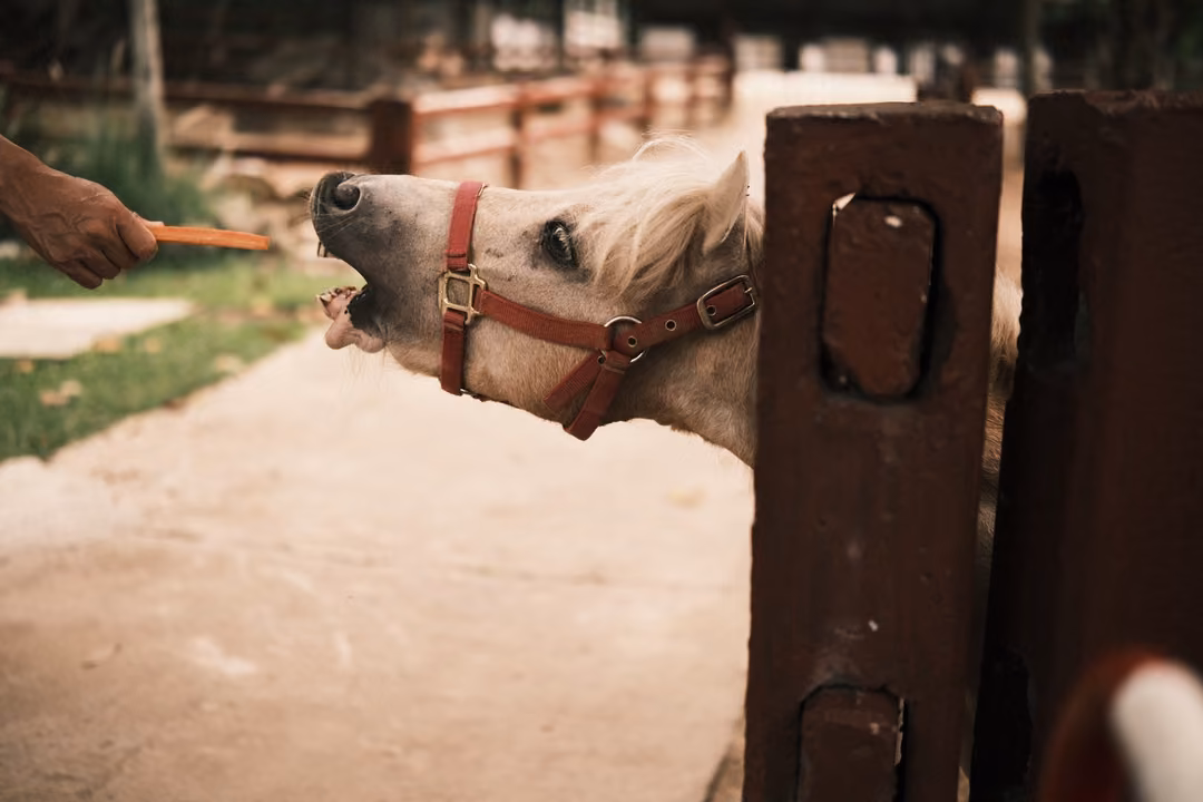 Pale pony in a red halter stretching its open mouth over a wooden gate toward a carrot held out by a hand